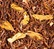 Rooibos Karamell lose 100 g - Dammann Frères